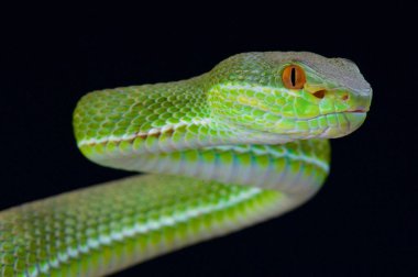 Çin ağacı viper (beyaz stejnegeri)