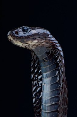 Moroccan cobra (Naja legionis)