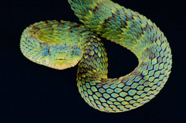 Bush viper (Atheris squamigera)