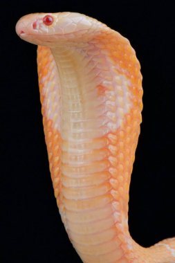 Monocled cobra (Naja kaouthia) albino clipart