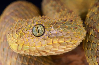 Bush viper (Atheris squamigera)