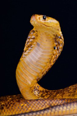 Cape cobra (Naja nivea) clipart