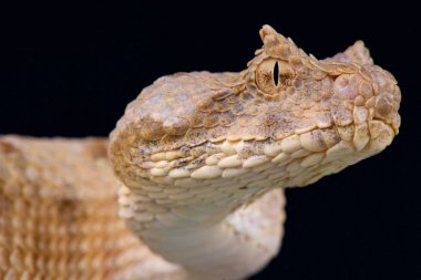 Alanın boynuzlu engerek (Pseudocerastes fieldi)