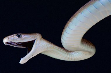 Kara Mamba (Dendroaspis polylepis)