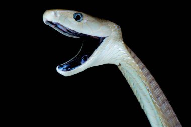 Kara Mamba (Dendroaspis polylepis)