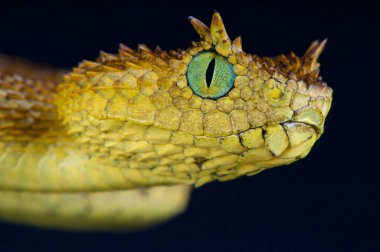 Usambara kirpik viper (Atheris ceratophora)
