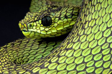 THERS nitschei yakın çekim