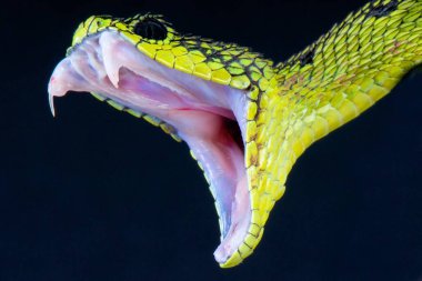 Büyük Göller viper (Atheris nitschei)