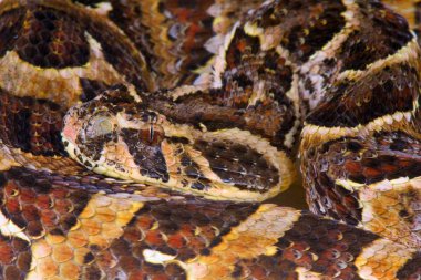 Puff engerek (Bitis arietanları)