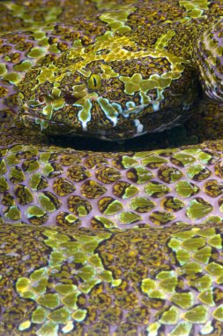 Mangshan çukur engerek (Zhaoermia (Protobothrops) mangshanensis)