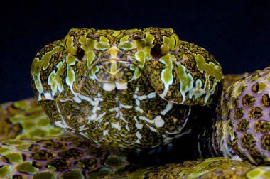 Mangshan çukur engerek (Zhaoermia (Protobothrops) mangshanensis)