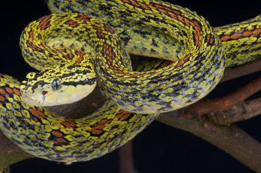 Kırmızı benekli kesimlerinde bulunan çukur engerek (Protobothrops jerdoni xanthomelas)