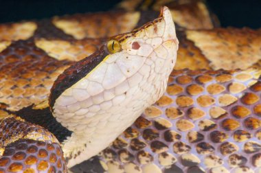 Yüz hızı viper (Deinagkistrodon acutus)