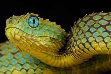 Bush viper (Atheris squamigera)