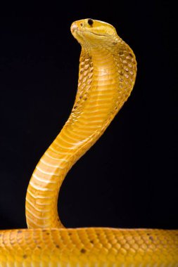 Cape cobra (Naja nivea) clipart