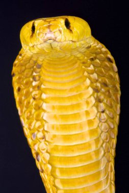 Cape kobra (Naja nivea)