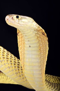 Sumatra Kobra (Naja sumatrana)