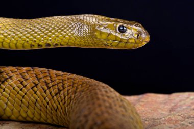 Inland taipan (Oxyuranus güçlü)