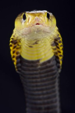 Samar kara boyunlu kobra (Naja samarensis)