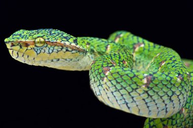 Tapınak viper (Tropidolaemus wagleri 