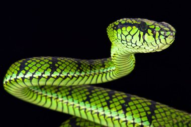 Sumatra çukur engereği (Parias sumatranus)