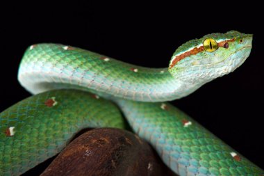 Wagler'ın ağacı viper (Tropidolaemus wagleri) erkek