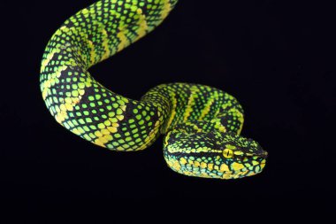Wagler'ın ağacı viper (Tropidolaemus wagleri) erkek