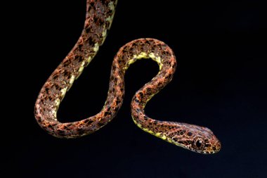 Jasper kedi yılanı (Boiga jaspidea)