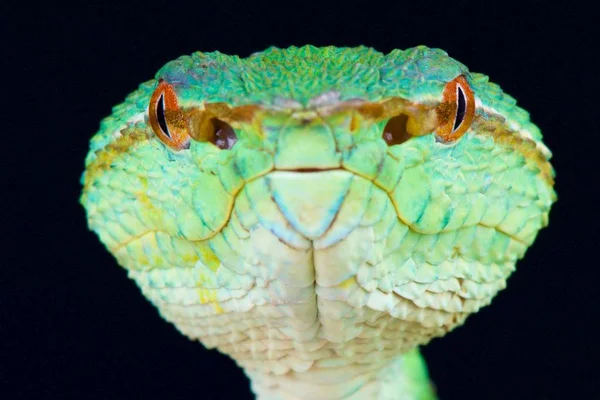 Víbora Del Templo Tropidolaemus Wagleri Kalimantan — Foto de Stock