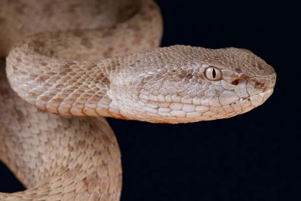 Şeritli kesimlerinde bulunan çukur engerek (beyaz fasciatus)