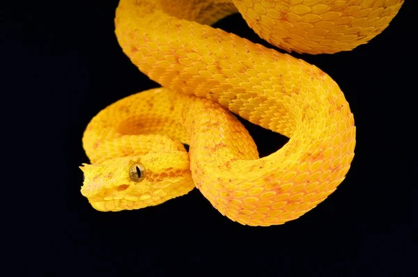 Palm Viper Bothriechis Schlegelii — Stockfoto