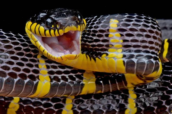 Mangrov yılanı (Boiga dendrophila)