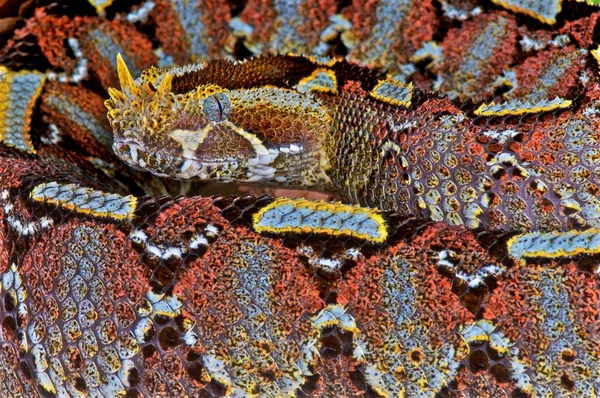 Nehir jack (bitiş nasicornis)