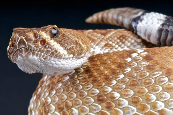 Crotalus Ruber Red Rattlesnake Usa – stockfoto
