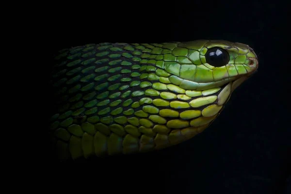 Boomslang Dispholidus Typus Maschio — Foto Stock