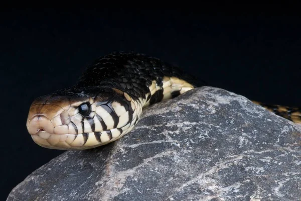 Naja Melanoleuca Cobra Bosque Congo — Foto de Stock