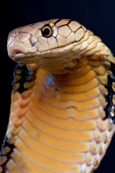 Kobra Królewska Ophiophagus Hannah — Zdjęcie stockowe