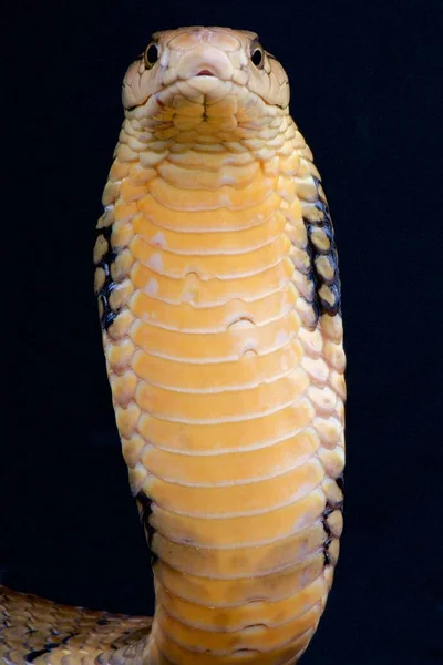 Cobra Rey Ophiophagus Hannah — Foto de Stock