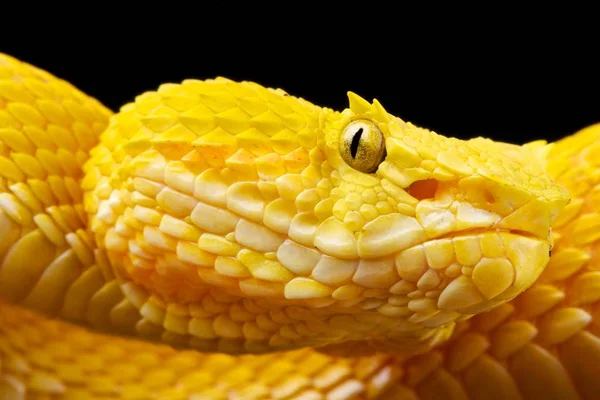 Palm Viper Bothriechis Schlegelii — Stock Photo, Image