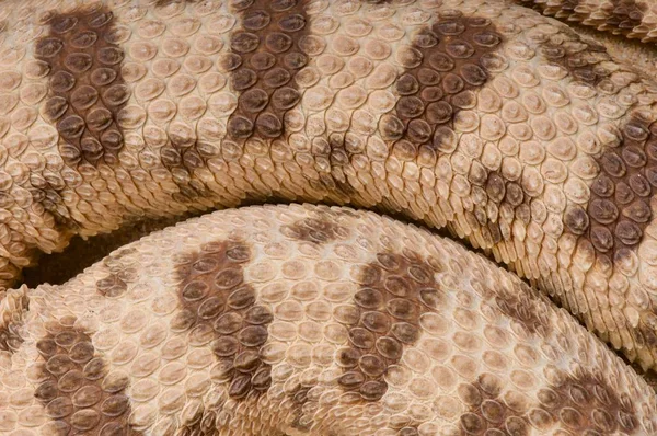 Boynuzlu tatlı viper (Cerastes cerastes) ayrıntıları