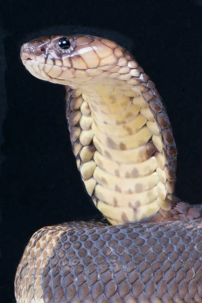 带状眼镜蛇 眼镜蛇 Annulifera — 图库照片