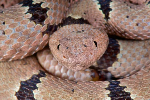 줄무늬 방울뱀 Crotalus Lepidus Klauberi — 스톡 사진