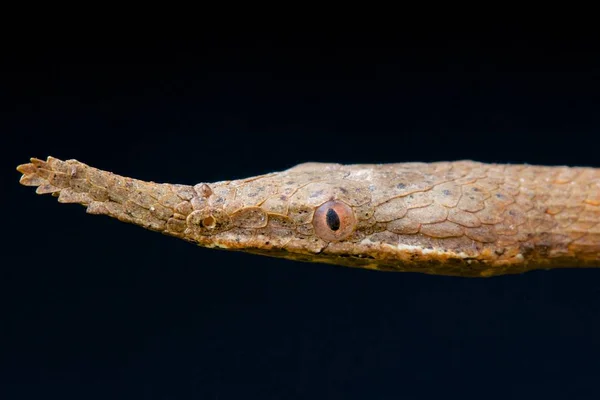 Langaha Madagascariensis Serpente Galho Malgaxe Madagáscar — Fotografia de Stock