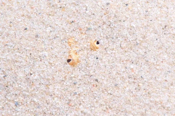 Sahra kum engereği (Cerastes vipera)