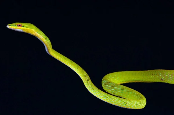 Maláj Szőlő Kígyó Ahaetulla Mysterizans — Stock Fotó