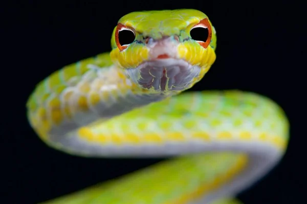 Malayan Vine Snake Ahaetulla Mysterizans — Stock Photo, Image