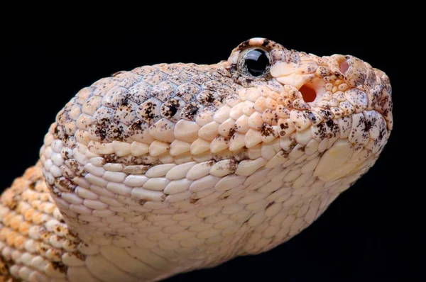 Crotalus Mitchelli Pyrrhus Rock Rattlesnake Eua — Fotografia de Stock