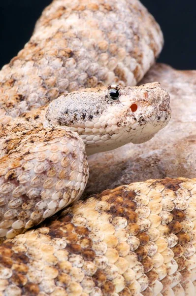Crotalus Mitchelli 방울뱀 — 스톡 사진