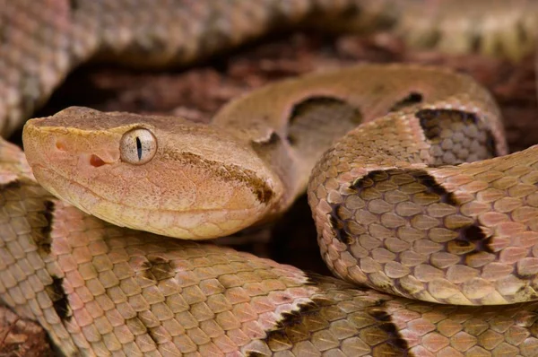 Ona Bothrops Moojeni — Zdjęcie stockowe