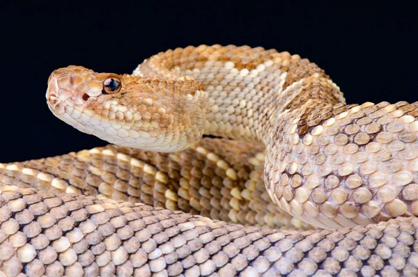 Cascavel Aruba Crotalus Durissus Unicolor — Fotografia de Stock